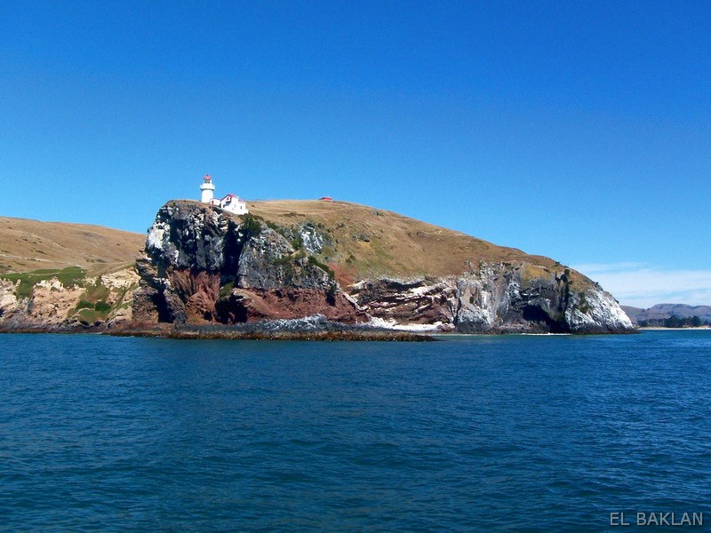 South Island / Otago peninsula / Taiaroa Head lighthouse
Keywords: New Zealand;Pacific ocean;South Island