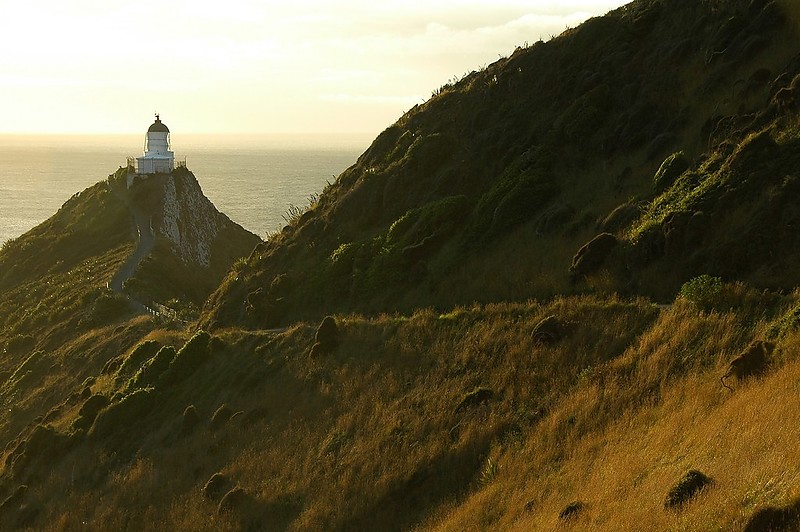 South Island / Dunedin-Otago Region / Nugget Point Lighthouse
Author of the photo: [url=https://www.flickr.com/photos/48489192@N06/]Marie-Laure Even[/url]

Keywords: New Zealand;Pacific ocean