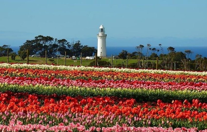 Table Cape Lighthouse
Christmas = Sommertime on Tasmania.
Keywords: Table Cape;Wynyard;Tasmania;Australia;Bass strait