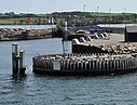 Bojden_ferry_harbor_mole2.jpg