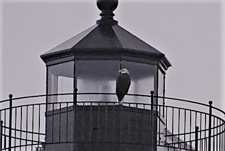 Maine /  Bear Island lighthouse - lantern
Bald Eagle on light tower; off the coast of Maine
Keywords: Maine;Atlantic ocean;United states;Lantern